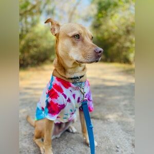 Found My Animal Prismatic Colorful Cotton Tie-Dye T-Shirt Super Soft Dog Sz XL
